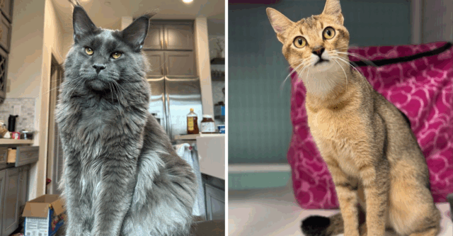 6 Purebred Cats You’ll Adore & 5 Crossbreeds That Are Just as Amazing