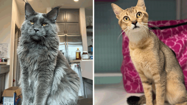 6 Purebred Cats You’ll Adore & 5 Crossbreeds That Are Just as Amazing