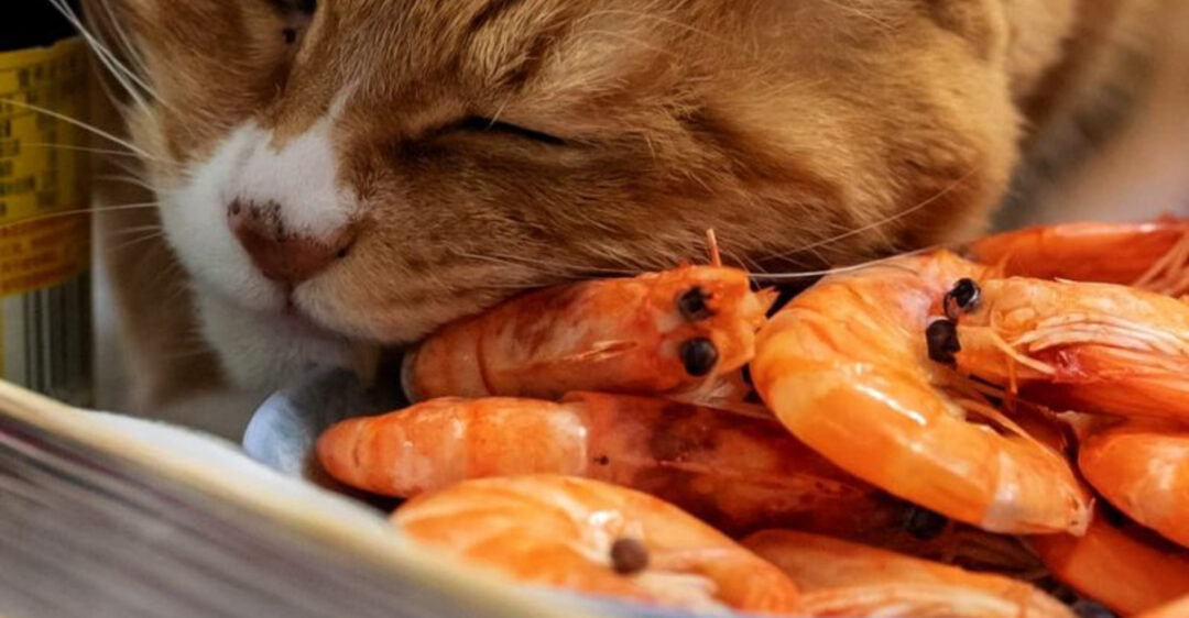6 Seafood Options Cats Can Eat & 4 That Could Be Risky