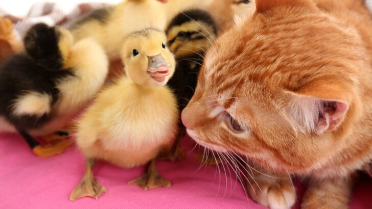 6 Surprising Animals That Cats Are Known to Adopt as “Family” & 6 They’ll Never Get Along With