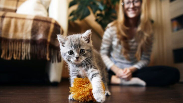 6 Surprising Signs Your Cat Is Bored & 6 Genius Ways to Stimulate Their Brain