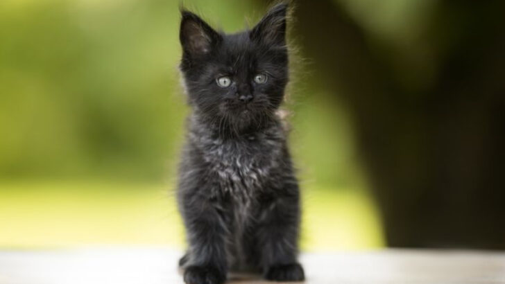 6 Things You’ll Love About Tiny Cats & 6 That Might Drive You Crazy