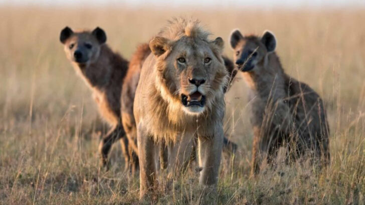 6 Times Lions Proved They’re Not the Kings You Thought They Were