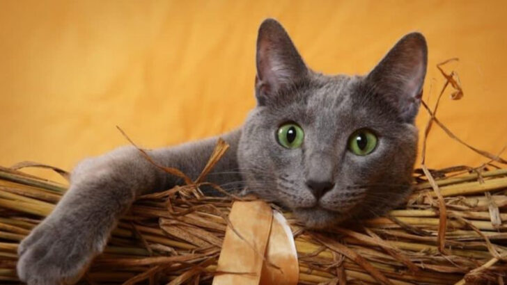 6 Vocal Cat Breeds That Show Displeasure Clearly & 6 That Barely Ever Complain