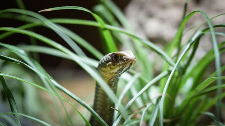 6 Warning Signs There’s a Snake in Your Yard & 4 Best Ways to Keep Your Cat Safe