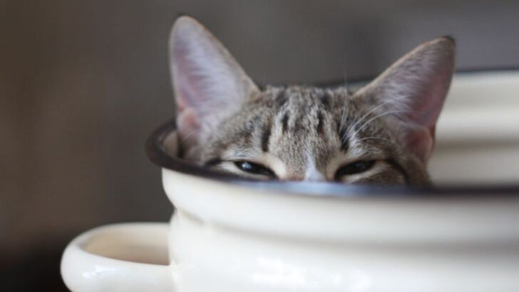 6 Ways to Bond With a Distant Cat & 6 Mistakes That Make Them Withdraw