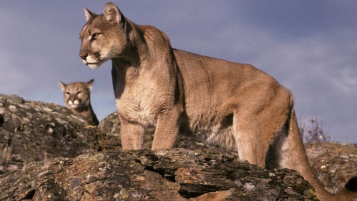 6 Ways Wild Cats Claim Territory & 6 Key Triggers That Ignite Their Aggressive Behavior