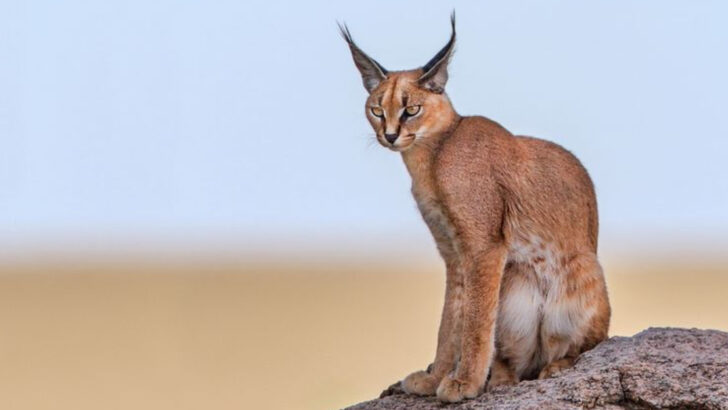 6 Wild Cats That Use Their Ears Like Radar Dishes
