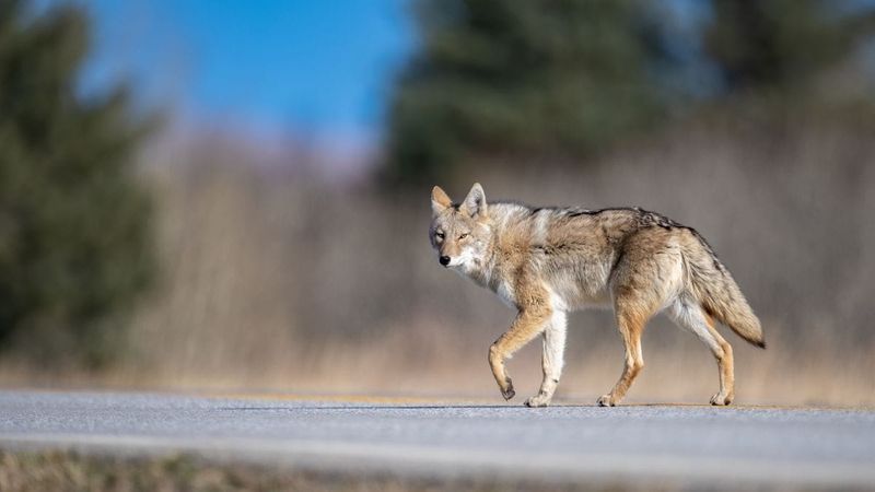 6. Use Coyote Deterrents