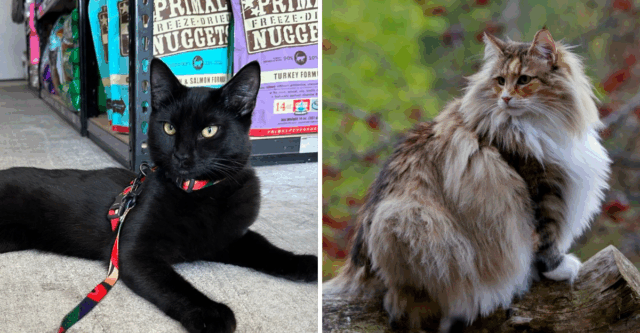 7 Cats That Love Their Leash Walks & 5 That Follow You Without One