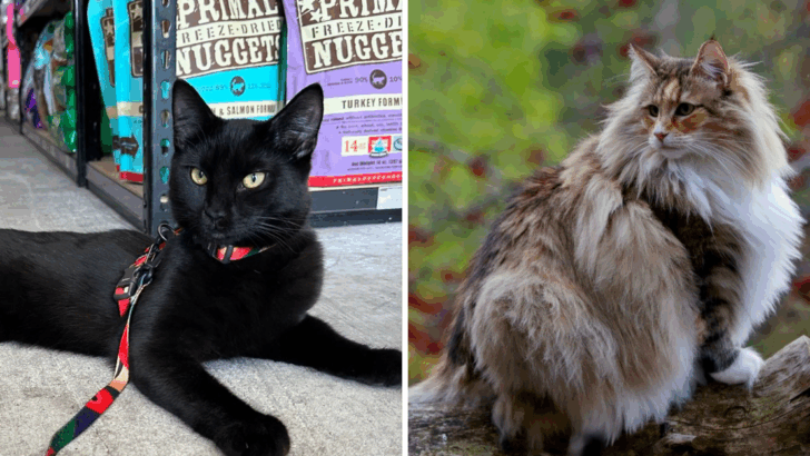 7 Cats That Love Their Leash Walks & 5 That Follow You Without One