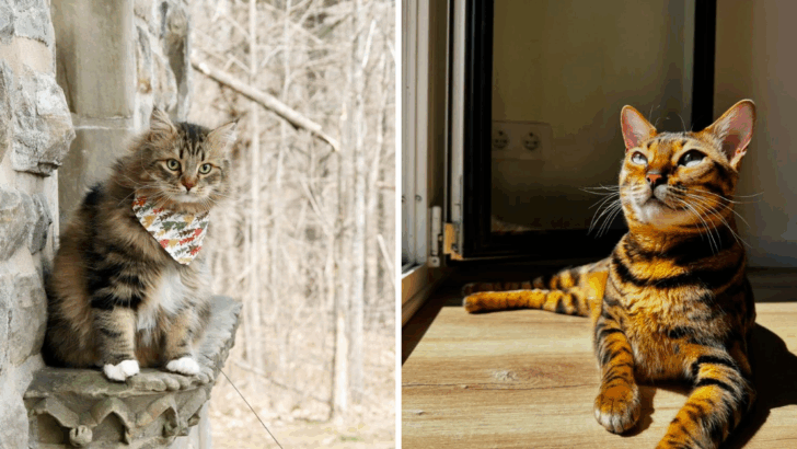 7 Cats That Rarely Get Sick & 7 That Need Frequent Vet Visits