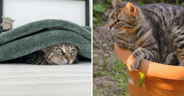 7 Classic Indoor Cat Behaviors (And 5 Wild Ones Only Outdoor Cats Pull Off)