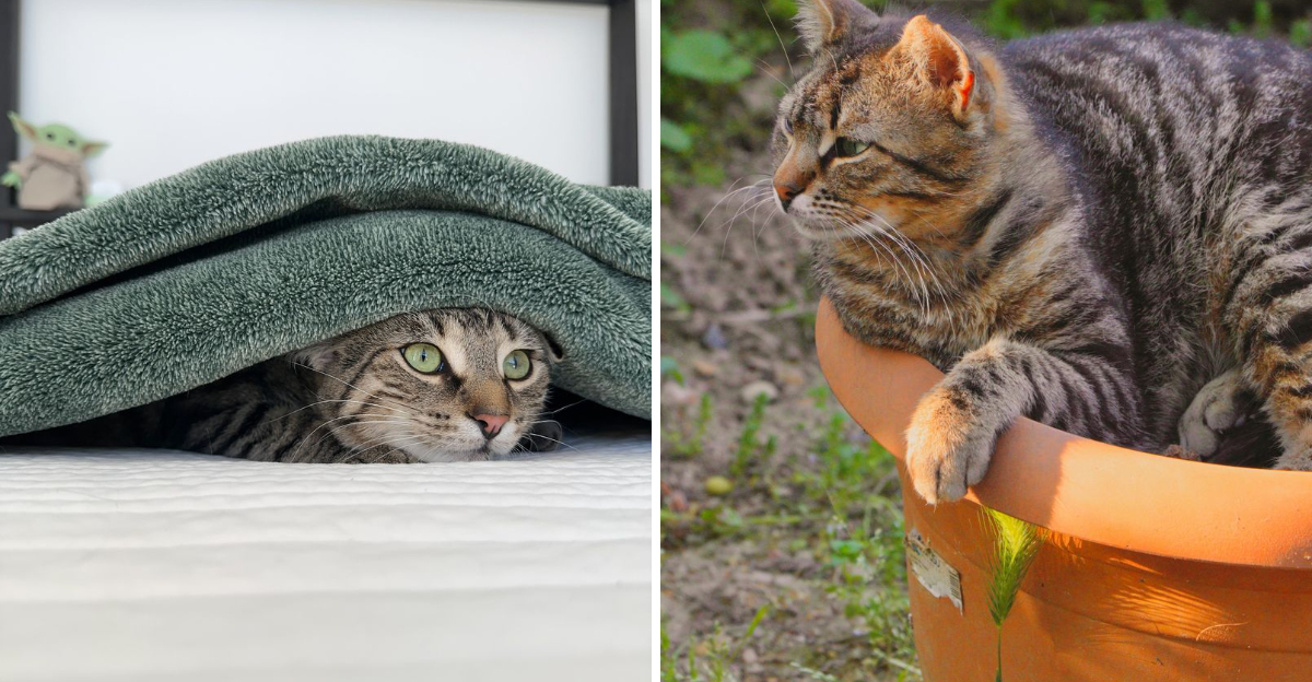 7 Classic Indoor Cat Behaviors (And 5 Wild Ones Only Outdoor Cats Pull Off)