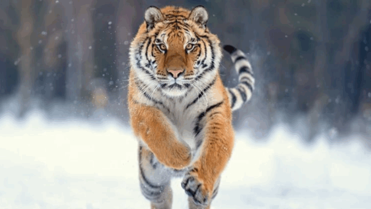7 Intriguing Tiger Facts Every Big Cat Enthusiast Should Know