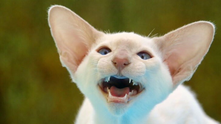 7 Adorably Unique Cats With Quirky Ears & 7 Stunning Felines With Eye-Catching Coats