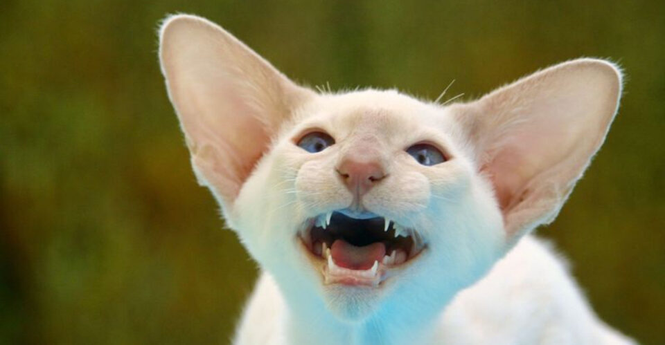 7 Adorably Unique Cats With Quirky Ears & 7 Stunning Felines With Eye ...