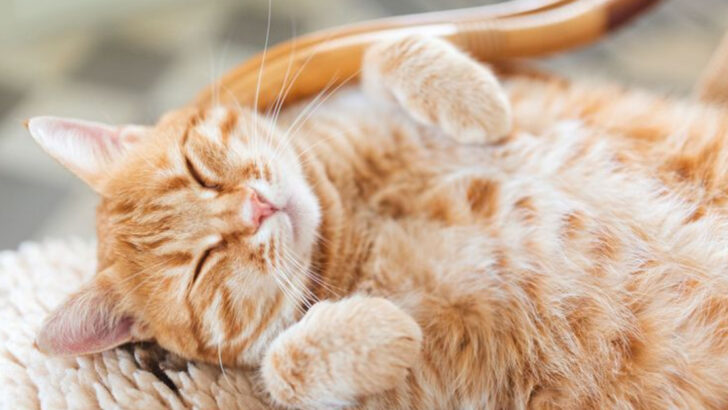 7 Amazing Things That Happen When Cats Feel Emotionally Safe