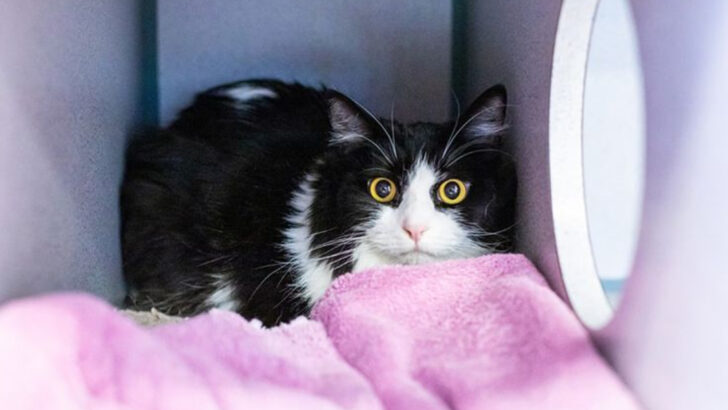 7 Anxiety-Related Feline Behaviors That Might Require Medication