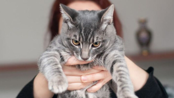 7 Awkward Things You’re Doing That Drive Your Cat Crazy