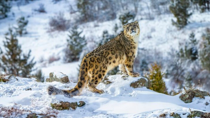 7 Big Cats Making a Roaring Comeback Thanks to Incredible Conservation Efforts