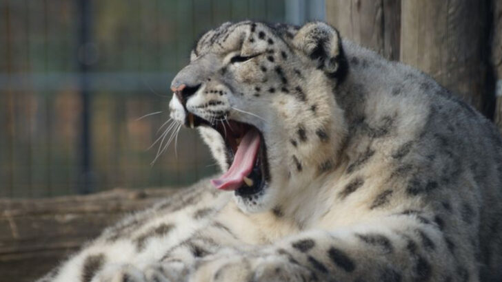 7 Big Cats That Are Known for Their Intelligence