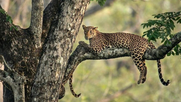 7 Big Cats That Are Masters of Disappearing in Plain Sight
