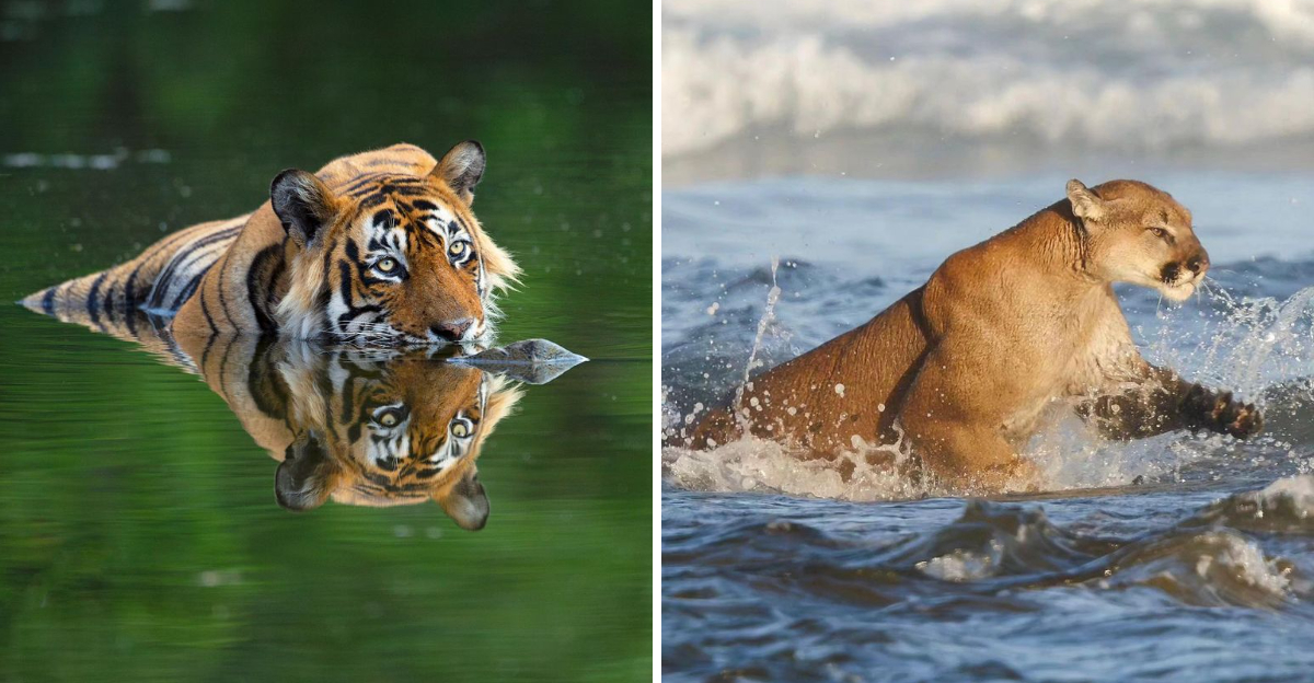 7 Big Cats You Didn’t Know Could Swim Like This — Prepare to Be Surprised!