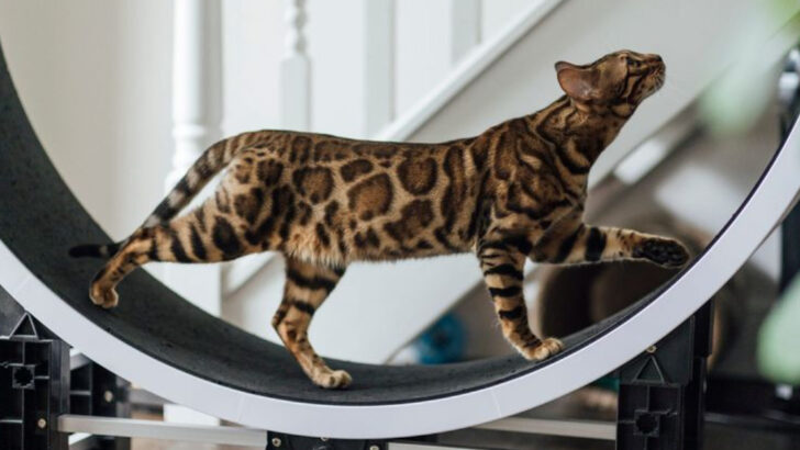 7 Cat Breeds That Are Total Athletes & 7 Who Are Basically Couch Potatoes