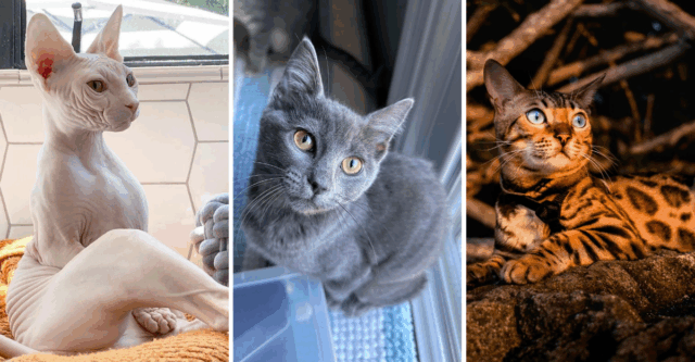 7 Cat Breeds That Bond Closest with Humans & 5 That Prefer Cat Company
