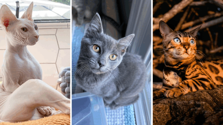 7 Cat Breeds That Bond Closest with Humans & 5 That Prefer Cat Company