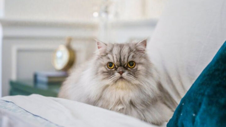 7 Cat Breeds With Shorter Lifespans & 4 Ways to Help Them Live Longer