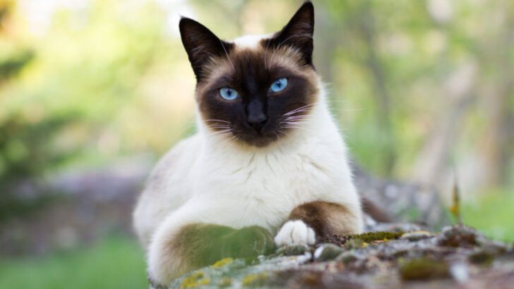 7 Cats With Big Main Character Energy & 7 That Are Quiet Sidekicks