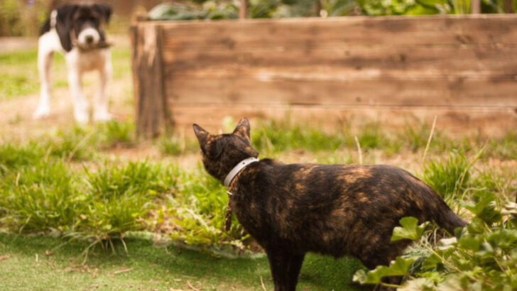 7 Common Backyard Animals That Could Seriously Harm Your Cat