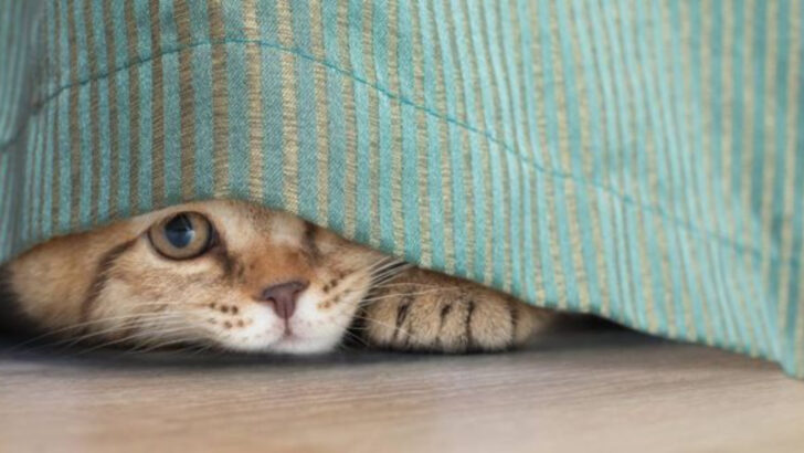 7 Common Things in Your Home That Stress Out Your Cat & 5 That Instantly Calm Her
