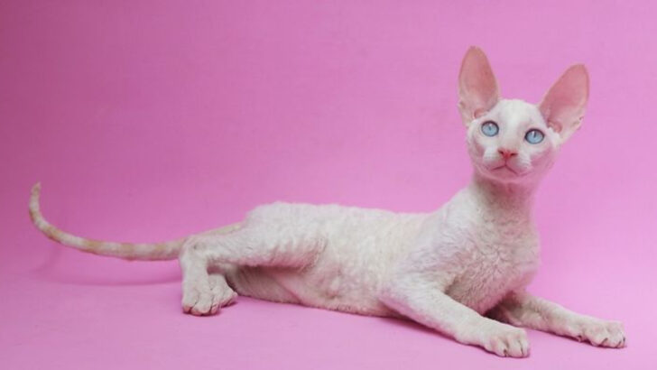 7 Engaging Brain Games Your Smart Cornish Rex Will Actually Enjoy