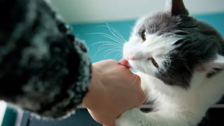 7 Everyday Moments That Silently Say “I Love You” to Your Cat—And Build Their Trust