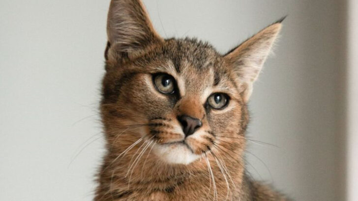 7 Exotic Hybrid Cats That Blur the Line Between Striking Beauty and Heated Controversy