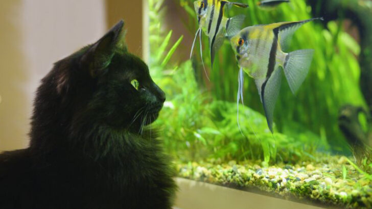7 Genius Ways to Stop Your Cat from Turning the Fish Tank Into a Buffet