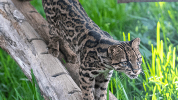7 Important Signs a Wild Cat Might Be Lurking Nearby on Your Next Hike