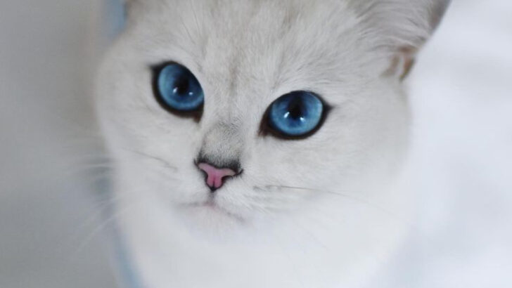 7 Influencer Cats You Need to Follow If You Love Sass, Whiskers, and Viral Vibes