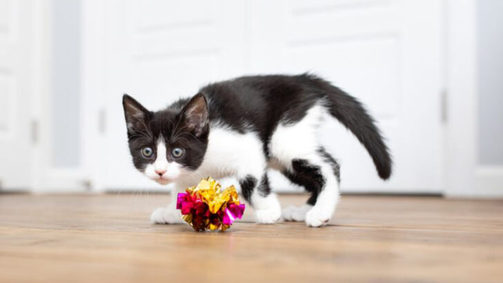 7 Key Causes and Treatments for Swimmer Syndrome in Kittens