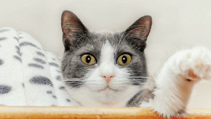 7 Passive-Aggressive Ways Cats Show Jealousy (Yes, That’s a Thing)