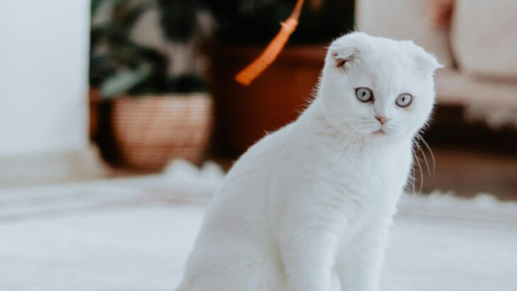 7 Popular Cat Breeds That Are the Wrong Fit for Families