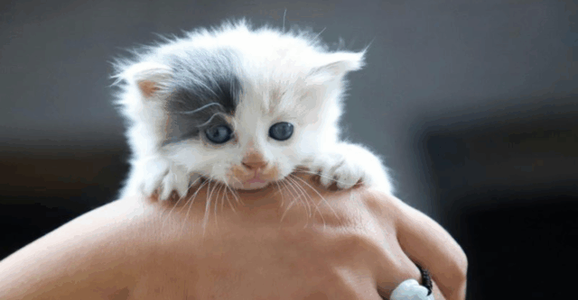 7 Proven Ways to Raise a Kitten Into a Confident Cat & 5 Rookie Mistakes That Could Hold Them Back