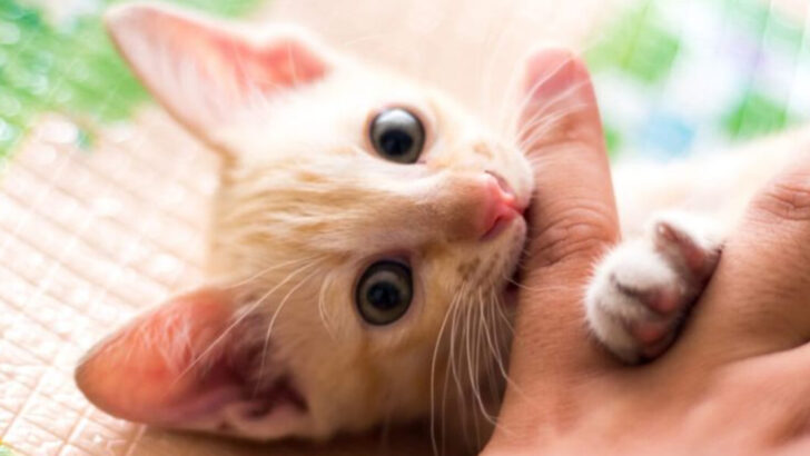7 Reasons Kittens Bite That May Surprise You (Hint: It’s Not Always Play!)