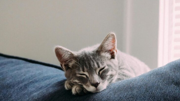 7 Sleeping Habits That Might Reveal Health Problems in Cats