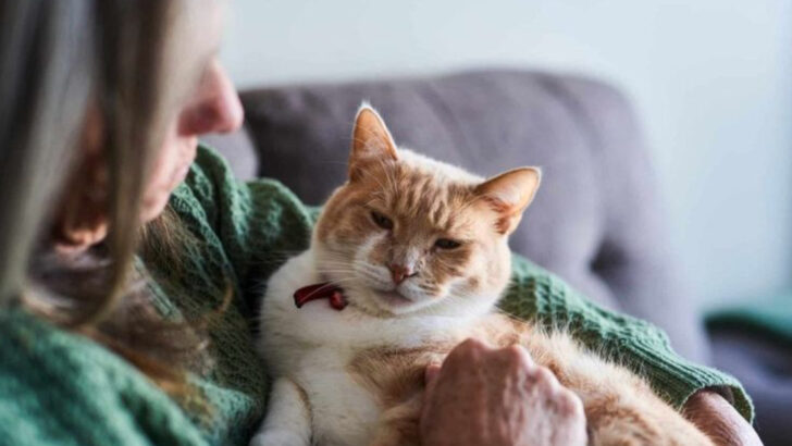 7 Smart Tips to Adapt Your Space and Make Life Easier for Your Senior Cat