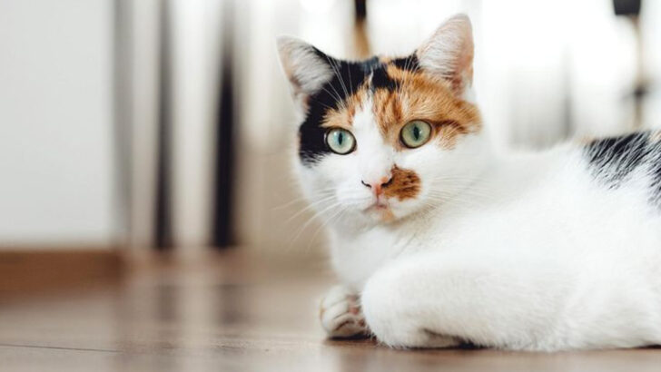 7 Subtle Clues You Might Want to Hold Off on Getting a Cat (For Now)