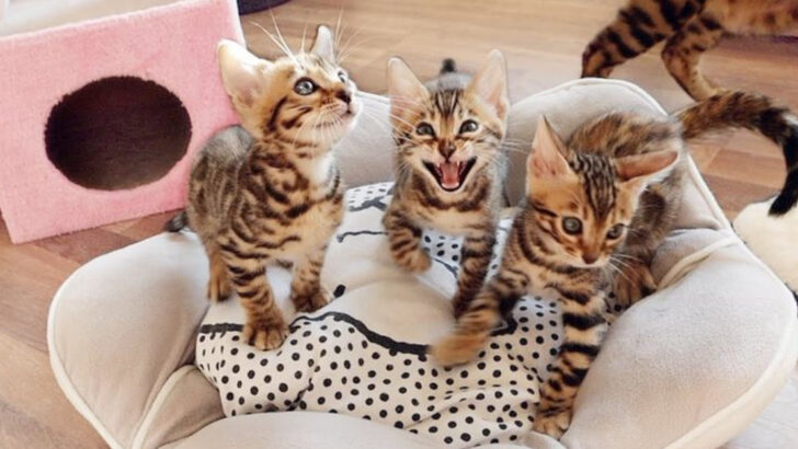 7 Surprising and Heartwarming Ways Kittens Build Emotional Bonds with Their Littermates